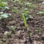 2024 Miscanthus Variety Trial