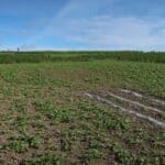 2024 Miscanthus Variety Trial