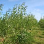 SRC Willow Variety Trial