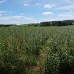 SRC Willow Variety Trial