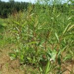 SRC Willow Variety Trial