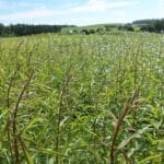 SRC Willow Variety Trial