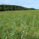 SRC Willow Variety Trial