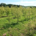 SRF Black Locust 'Turbo'