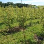 SRF Black Locust 'Turbo'
