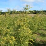 SRF Black Locust 'Turbo'