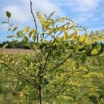 SRF Black Locust 'Turbo'