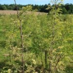 SRF Black Locust 'Turbo'