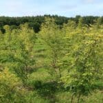 SRF Black Locust 'Turbo'