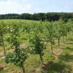 SRF Alder at AFBI, June 2024