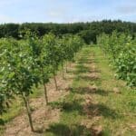 SRF Alder at AFBI, June 2024