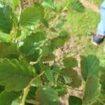 Sawfly Larvae on Alder