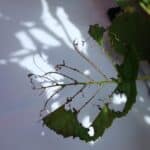 Sawfly Larvae on Alder