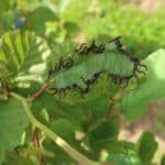 Sawfly Larvae on Alder