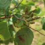 SRF Alder