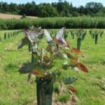 SRF Eucalyptus at AFBI, June 2024