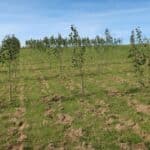 SRF Poplar at AFBI, June 2024