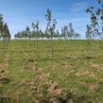 SRF Poplar at AFBI, June 2024