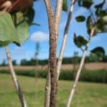 Aphids on SRF Poplar