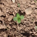 Silphium Seedling