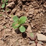 Silphium Seedling