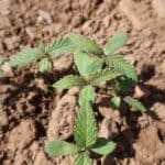 Hemp Seedlings