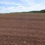 Perennial Grass Plots