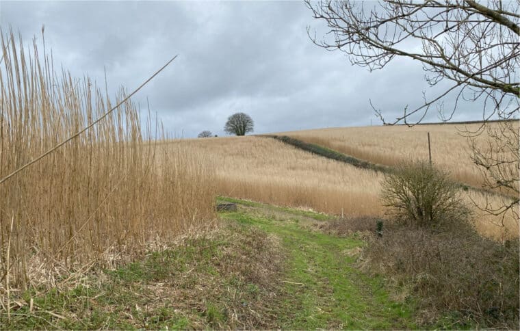 Miscanthus crop at Langaller Farm in Somerset.