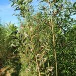 Damage to Willow variety Inger