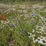 Mayweed, Daisies amongst wild flowers...
