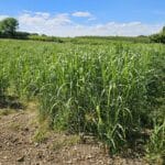 Miscanthus giganteus