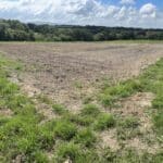 2024 Miscanthus variety trial