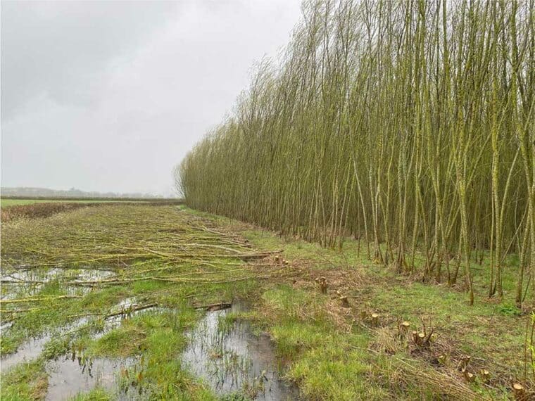 Willow crop at Umberleigh Barton Farm in Devon.