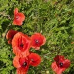 Poppies at BGI