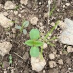 Silphium seedling