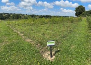 Deaths recorded in the ‘Turbo’ variety. Picture shows the dead trees behind the newly erected Biomass Connect plot signs.