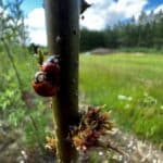 Lady birds on SRC Willow rod - recently gapped up.