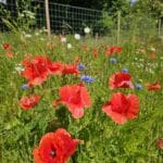 Wild flowers