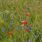 Wild flowers BGI