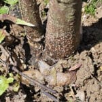 3 slugs around base of DEAD Black Locust Turbo