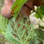 Leaf damage on SRF Alder at Cockle Park Farm, July 2024