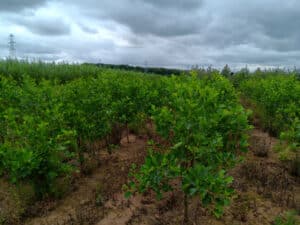 The SRF alder plot at Headley Hall, July 2024