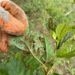 Damage on leaves of SRF Alder