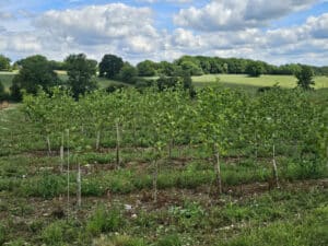 Alder at Chesham behind Solar e-fencing, growing well.