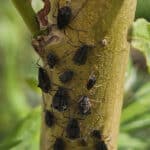 Aphids on SRC willow rods