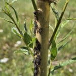 Aphids on SRC willow rods