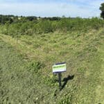Black Locust 'Turbo' At North Wyke, July 2024