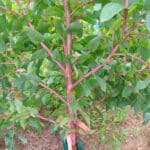 Red colour on Eucalyptus bark