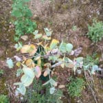 Leaf damage at top of Eucalyptus