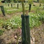 E.nitens staked as requested